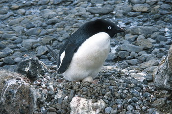  Adelie penguin incubating an egg