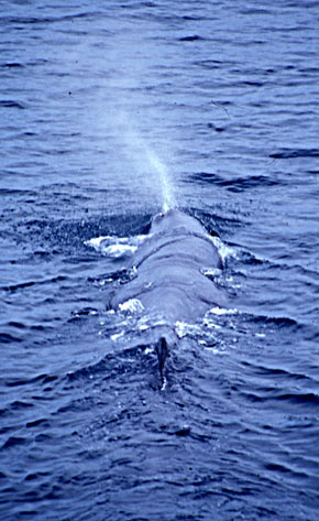 Sperm whale spout