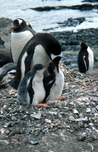 Gentoo parent with two nearly grown chicks.