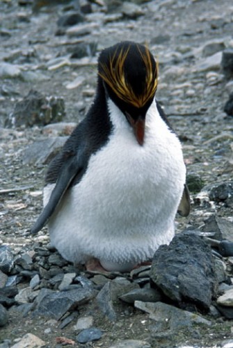 Penguin feet are callused and touch for walking through snow and on rocks.