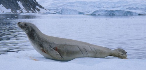 Crabeater seal with scars from a leopard seal.