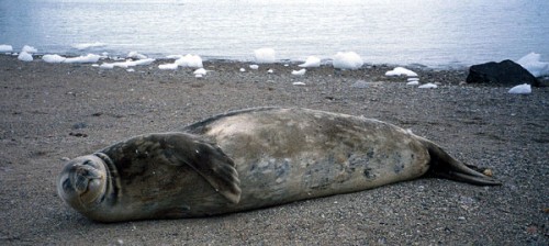 Weddell seal resting on shore.