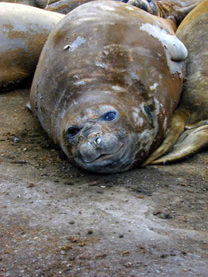  	 Adult elephant seals must return to shore for about 40 days during the year to molt