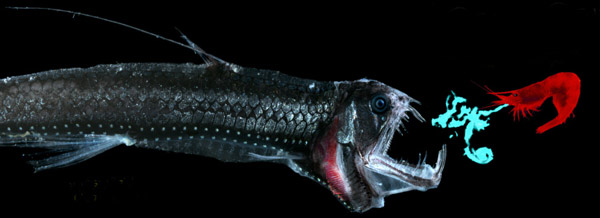 Figure 24 - The deep-sea shrimp Acanthephyra purpurea, vomits light into the face of a predator and then backflips away into the darkness. Photo credit: Edith A. Widder Harbor Branch Oceanographic Institution.
