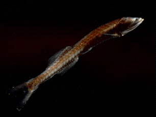 Figure 11 – The benttooth bristlemouth, Cyclothone sp. is the most common vertebrate on our planet. Photo credit: Edith A. Widder Harbor Branch Oceanographic Institution.