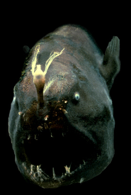 Figure 16 The anglerfish, Oneirodes sp. Photo credit: Edith A. Widder Harbor Branch Oceanographic Institution.