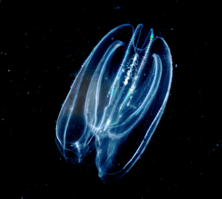 Figure 18 The comb jelly (ctenophore) Bolinopsis infundibulum is so transparent you can see what it had for dinner. Edith A. Widder Harbor Branch Oceanographic Institution.