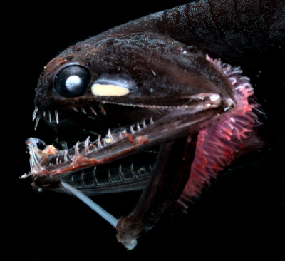 Figure 19 The loosejaw fish, Photostomias guernei, has a light organ under each eye that it can use for seeing in the dark. These light organs are non-bacterial and are under neural control. Edith A. Widder Harbor Branch Oceanographic Institution.