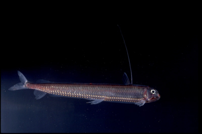 Figure 20 - The viperfish Chauliodus sloani, has a non-bacterial light organ at the tip of its modified dorsal fin ray, that it can use as a lure. Photo credit: Edith A. Widder Harbor Branch Oceanographic Institution.