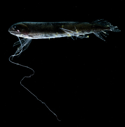 Figure 21 - The highfin dragonfish, Bathophilus nigerrimus, has one of the longest luminescent chin barbels known. Photo credit: Edith A. Widder Harbor Branch Oceanographic Institution.