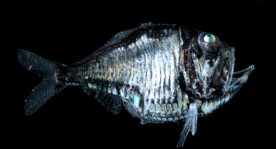 Figure 26(A) The hatchetfish, Argyropelecus affinis, uses bioluminescence as a cloaking device to mask its silhouette. Photo credit: Edith A. Widder Harbor Branch Oceanographic Institution.