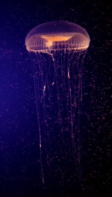Figure 27 - The jellyfish Aequorea. Photo credit: Edith A. Widder Harbor Branch Oceanographic Institution.