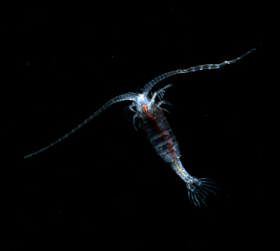 Figure 4 - The bioluminescent copepod, Gaussia princeps, releases bioluminescence into the water from glands on its tail. Photo credit: Edith A. Widder Harbor Branch Oceanographic Institution.