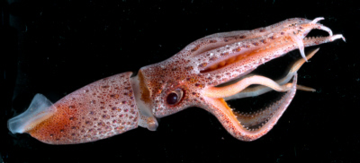 Figure 6 – The bioluminescent squid, Histioteuthis sp. is studded with bioluminescent light organs called photophores. Photo credit: Edith A. Widder Harbor Branch Oceanographic Institution.