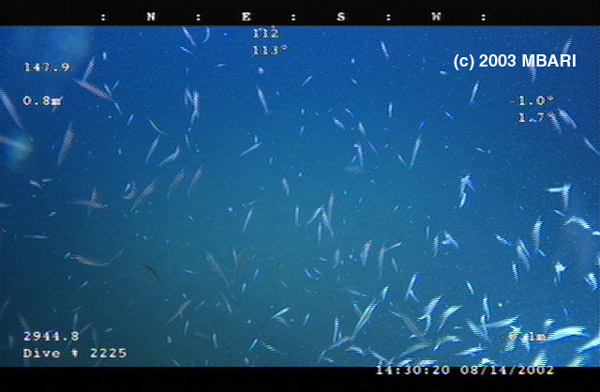 Figure 2. Krill swarm of Euphausia in Monterey Bay; video frame grab from the remotely operated vehicle (ROV) Ventana. Copyright MBARI.