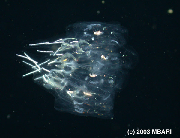 Figure 3. Cyclosalpa, a spiral chain of salps which, at a distance, resembles a medusa; a characteristic that may deter predators. Digital image from the ROV Tiburon. Copyright MBARI
