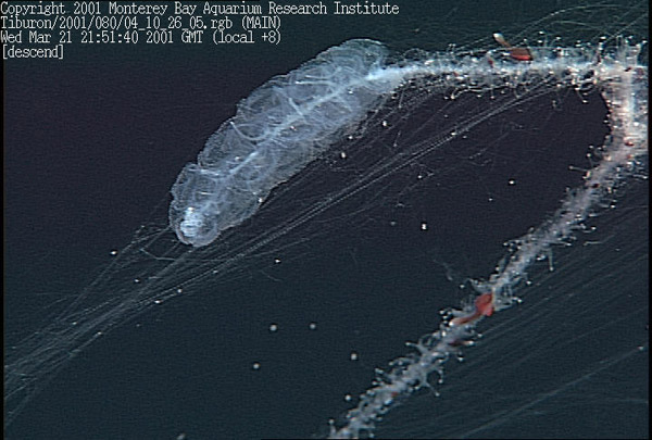Figure 5. Apolemia, a giant siphonophore that reaches lengths up to 15 meters. The cluster of swimming bells is trailed by a long series of tentacle-bearing feeding units. Video frame grab from the ROV Tiburon. Copyright MBARI.