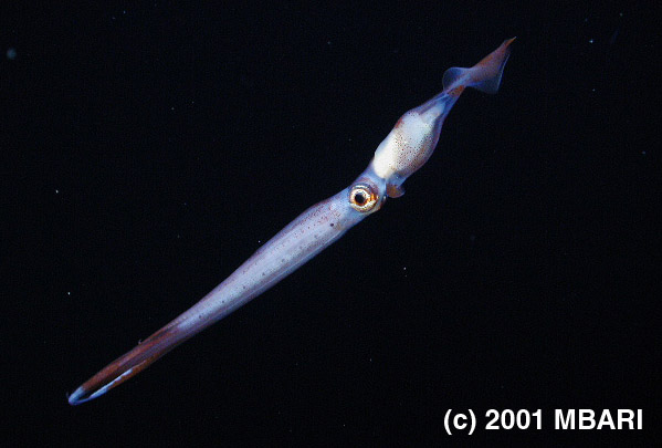 Figure 6. Chiroteuthis, a cranchiid squid; digital image from the ROV Tiburon. Copyright MBARI.
