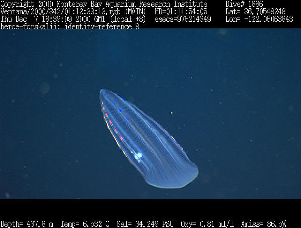 Figure 8. Beroe, a mesopelagic ctenophore (comb jelly). The colored "lights" are not bioluminescence, but iridescence created by the diffraction of light from the ROV. Video frame grab from the ROV Ventana. Copyright MBARI.
