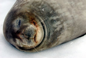Weddell seal with dry, curly whiskers.