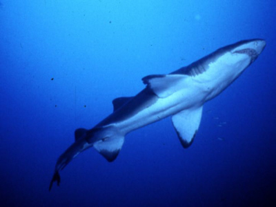 Figure 25 - Countershaded shark. Photo credit Tom Smoyer Harbor Branch Oceanographic Institution