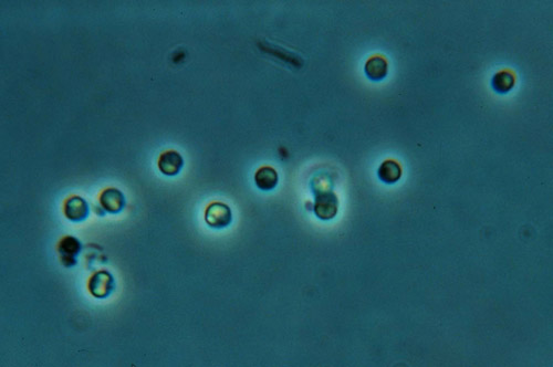 slide19_microscopicPhoto2