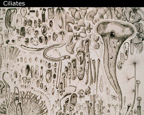 slide22_500ciliates