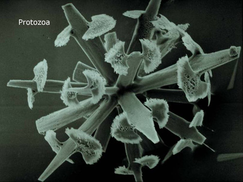 slide23_500protozoa