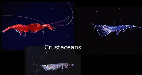 slide24_500crustaceans