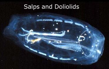 slide25_370salpsanddoliolids