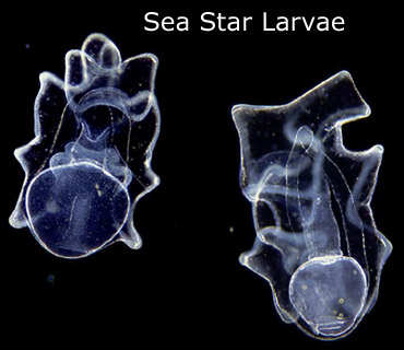 slide26_370seastar_larvae