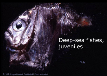 slide27_370deepseafish