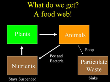 slide34_370foodweb
