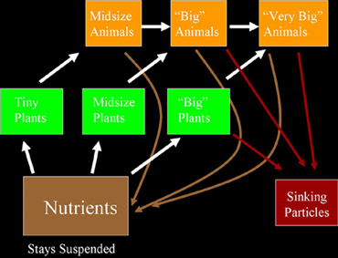 slide40_370foodeweb_complex