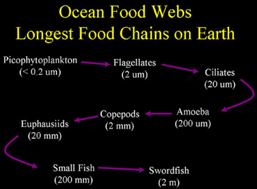 slide43_370oceafoodweb