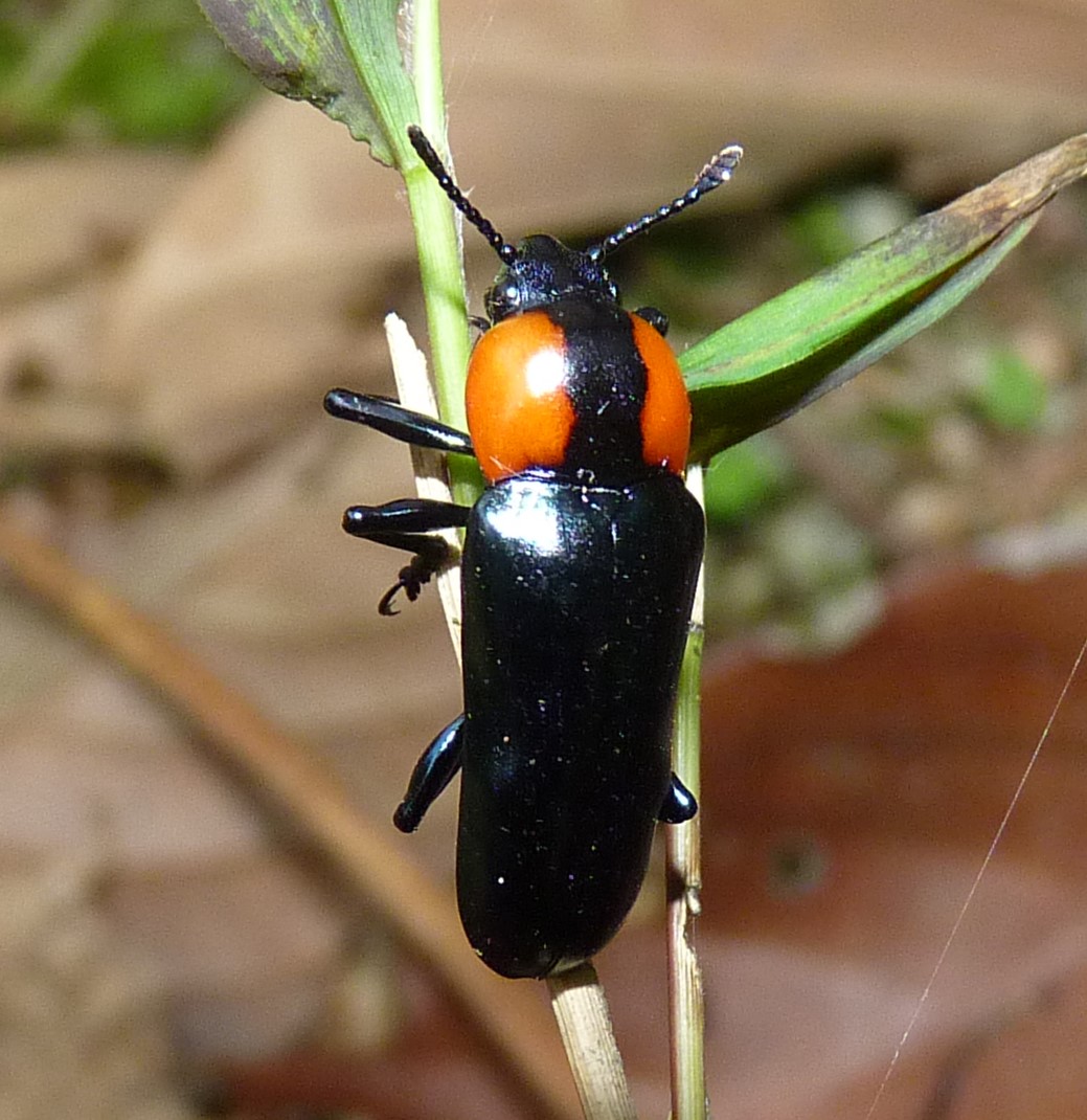 Order COLEOPTERA - Biology Education