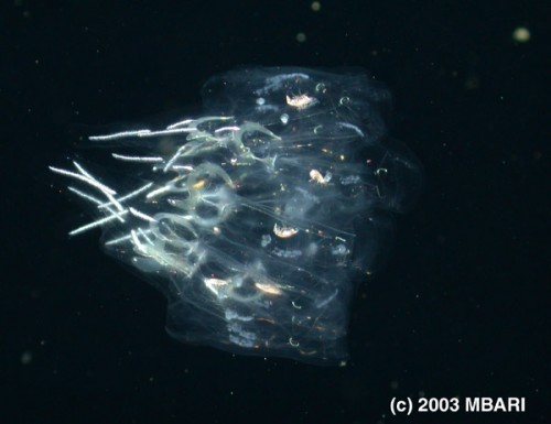 Life in the Ocean’s Midwaters « Biology Education